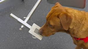 To evaluate the efficacy of prostate cancer (pca) detection by trained dogs on human urine samples. Dogs Trained To Sniff Out Cancer Lend Helping Paw To Crucial Research Metro News