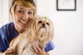 Side Effects Of Prednisone Overdose In Dogs