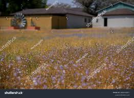 Image result for Wahlenbergia undulata