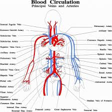 cardiovascular system diagram circulatory system diagram