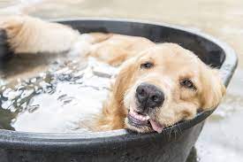 23 hours ago · about the event. Doug S Garden Blog Dog Days Of Summer The Great Big Greenhouse