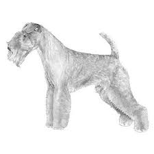 Image result for lakeland teriér