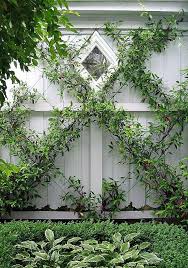 Jun 17, 2021 · when the jasmine plant grows taller indoors, you will need a trellis to support its growth as well as pruning it regularly to control its growth. Diy Chinese Star Jasmine On Espalier Wire Diy Decorator Hedge Garden Design Trellis Plants Hedge Garden