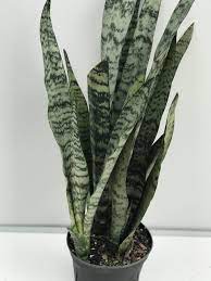 Snake plant care is very easy, and in fact, they tolerate a wide variety of abuse and conditions! 6 Sansevieria Snake Plant Green Van Belle Flowers