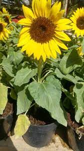 Isi per kemasan 25 biji. Tanaman Bunga Matahari Mini Sun Flower Little Leo Shopee Indonesia