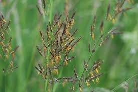 Image result for Bromus  erectus