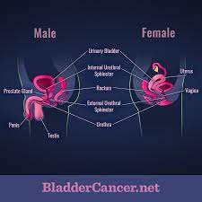 Anatomy Of The Bladder And Urinary Tract In Men And Women