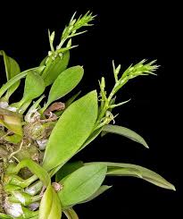 Image result for Liparis