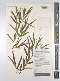 Image result for Searsia lancea