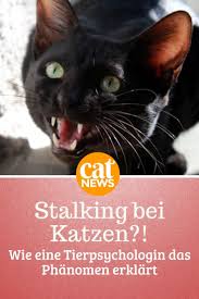 Stalking Und Mobbing Bei Katzen Erkennen Was Eine Tierpsychologin Empfiehlt Cat News Net Katzen Verhalten Katzen Baby Katzen