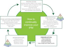 A quick breakdown of pest analysis. Insect Pest Management Echocommunity Org
