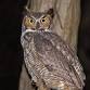 Hoo's Hoo: Wisconsin's Owls event image