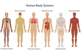 Details About Systems Of Human Body Anatomy Chart Illustration Poster 18x12 Inch