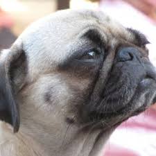 Maybe you would like to learn more about one of these? The Most Beautiful Pug Dog In The World Cute Pug Pictures Pug Dog Cute Pugs
