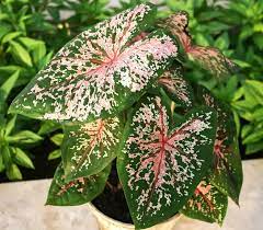 Free shipping on orders over $25 shipped by amazon (2) colorful shade loving fancy caladium carolyn whorton bulbs for growing your own caladium plants. Caladium Exotic Desert Gardening