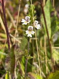 Image result for Blepharis dunensis