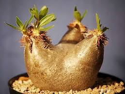Image result for Pachypodium
