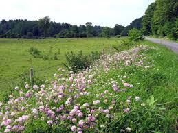 Visit the post for more. Guide To Roadside Flowers Being Good At Being Poor
