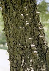 Image result for Acacia nigrescens