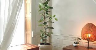 Image result for Ficus fischeri