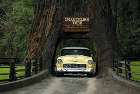 How much does it cost to drive to new york from california? Chandelier Drive Thru Tree With 1951 Chevy This Is Probably Not An Option If You Are Short On Time I West Coast Road Trip Vacation Usa Avenue Of The Giants