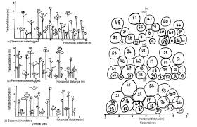 Image result for Leptocarydion vulpiastrum