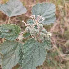 Image result for Chrozophora plicata