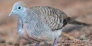 7 Makanan Burung Perkutut Agar Rajin Bunyi Dan Gacor Terus Pintarpet