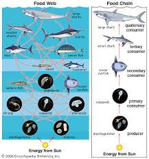 marine food web and food chain students britannica kids