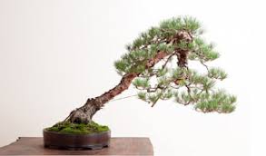 Membuat surat permohonan permintaan pemangkasan pohon ke dlh kota banjarmasin; 28 Jenis Tanaman Hias Bonsai Terbaik Di Indonesia