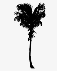 Palm trees immediately reminded of the pictures of long afternoons at the beach with a gentle whistling fan shaped leaves as they sway in the sea breeze. Black Palm Tree Png Images Free Transparent Black Palm Tree Download Kindpng