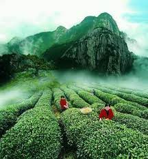 Postales De Campo On Twitter Tea Farm Chinese Tea Nature