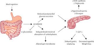 The mitochondrial transpor t chain is generally the nal component of metabolism which generates atp using n adh (above). Acarbose An Alternative To Metformin For First Line Treatment In Type 2 Diabetes The Lancet Diabetes Endocrinology