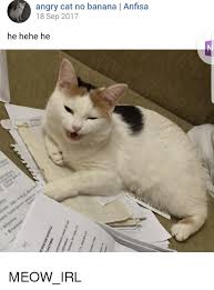 25 Best Memes About Angry Cat No Banana Angry Cat No Banana Memes