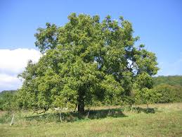 Juglans Regia Wikipedia Garden Inspiration Ornamental Trees Plants