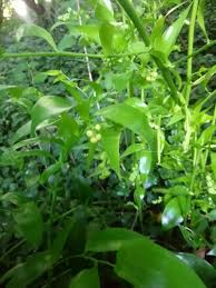 Image result for Asparagus asparagoides