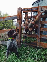 Presents Dog of the Day