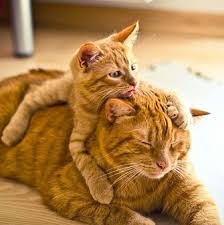 Father S Day Daddy Cat With Baby On Tan Striped Fabric Or Hardwood Floor Cats Cute Cats Cute Animals