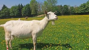 While it is mostly associated with musicians and athletes, it has now enveloped a larger audience as apparently, it sounds 'cool'. Sheep Vs Goats Who Are The Best Problem Solvers