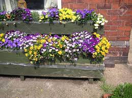 Window Boxes Full Of Pansies And Viola Pansies Pansies Flowers Flower Boxes