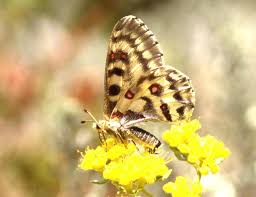 Image result for Ascolepis trigona