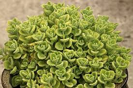 Image result for Coleus amboinicus