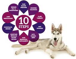 My 10 Step Plan For Dogs With Kidney Failure Kidney Failure Kidney Failure Symptoms Dog Kidney Disease Diet
