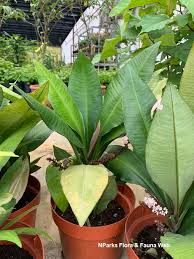 Image result for Sarcophrynium brachystachyum