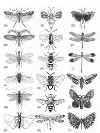 Black And White Insect With Wings The Variety Of Insect Wings The Wing Spans Extend Over Two Orders Of Magnitude From Ca 1 Mm In The Thrips B To 100 Insect Wings Wasp Tattoo Insect Tattoo