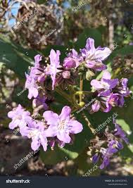 Image result for Wigandia