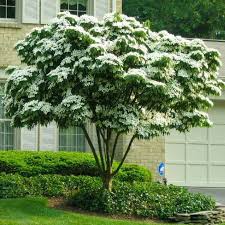 As more air circulates within the canopy and the tree receives more sunlight. Dogwood Tree Urn Ashes Into A Dogwood Tree Dogwood Bio Urn The Living Urn