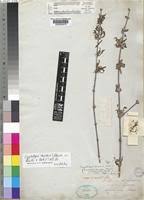 Image result for Cryptolepis decidua