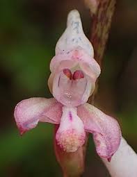 Image result for Disa ochrostachya