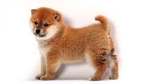 The earliest trading data for shiba inu is on august of 2020 (based on current exchange data). Shiba Inu Dog Breed Information